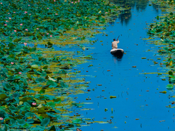 dka, Jezioro Dal, Indie, Lotos